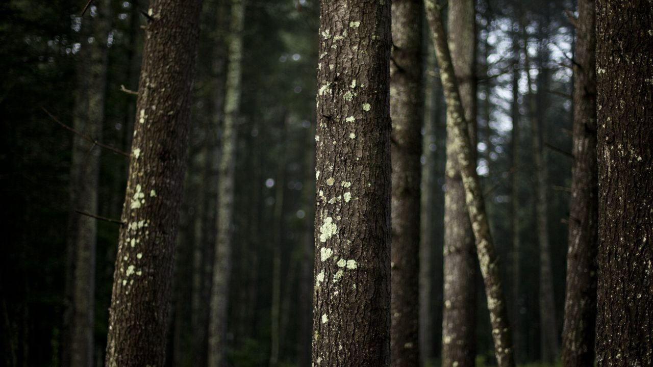 Trees in the forest at The Ramble Biltmore Forest in Asheville.