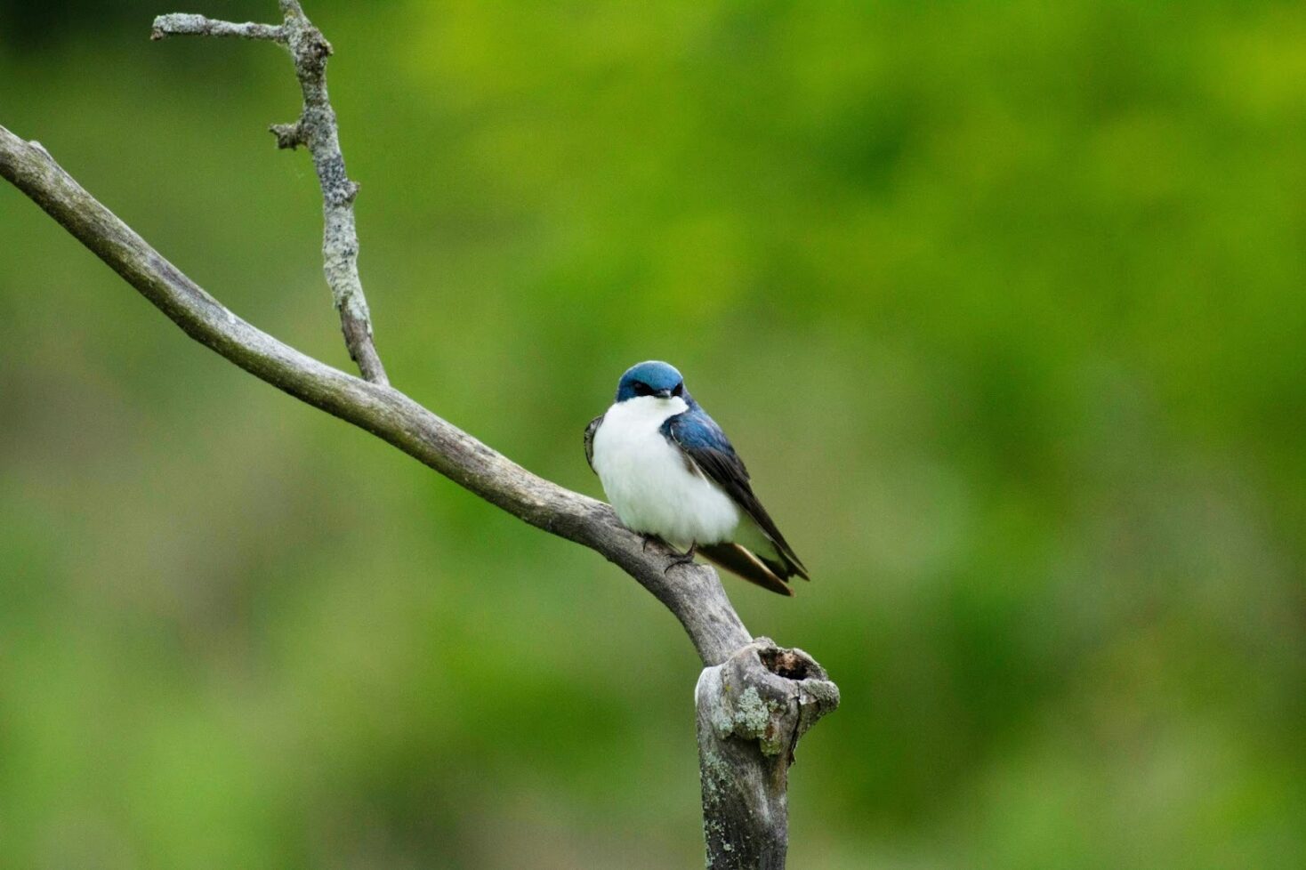 A vibrant blue, white, and black Tree Swallow perches on a branch.