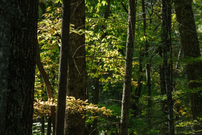 Light shining through spring forest at The Ramble Biltmore Forest.