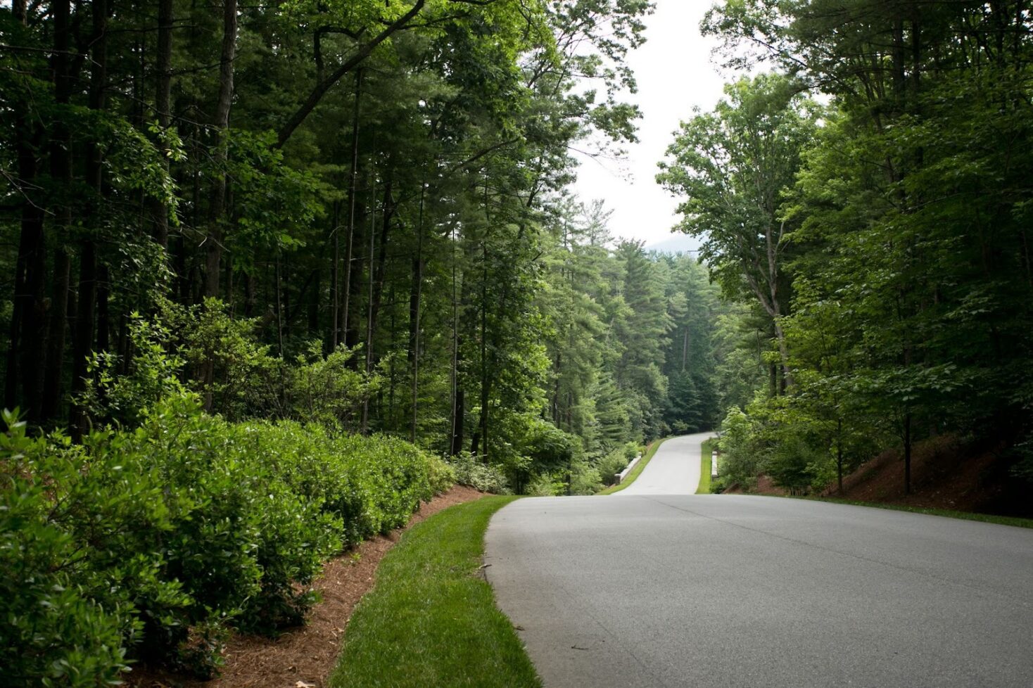 A road is bordered by green trees in The Ramble Biltmore Forest.