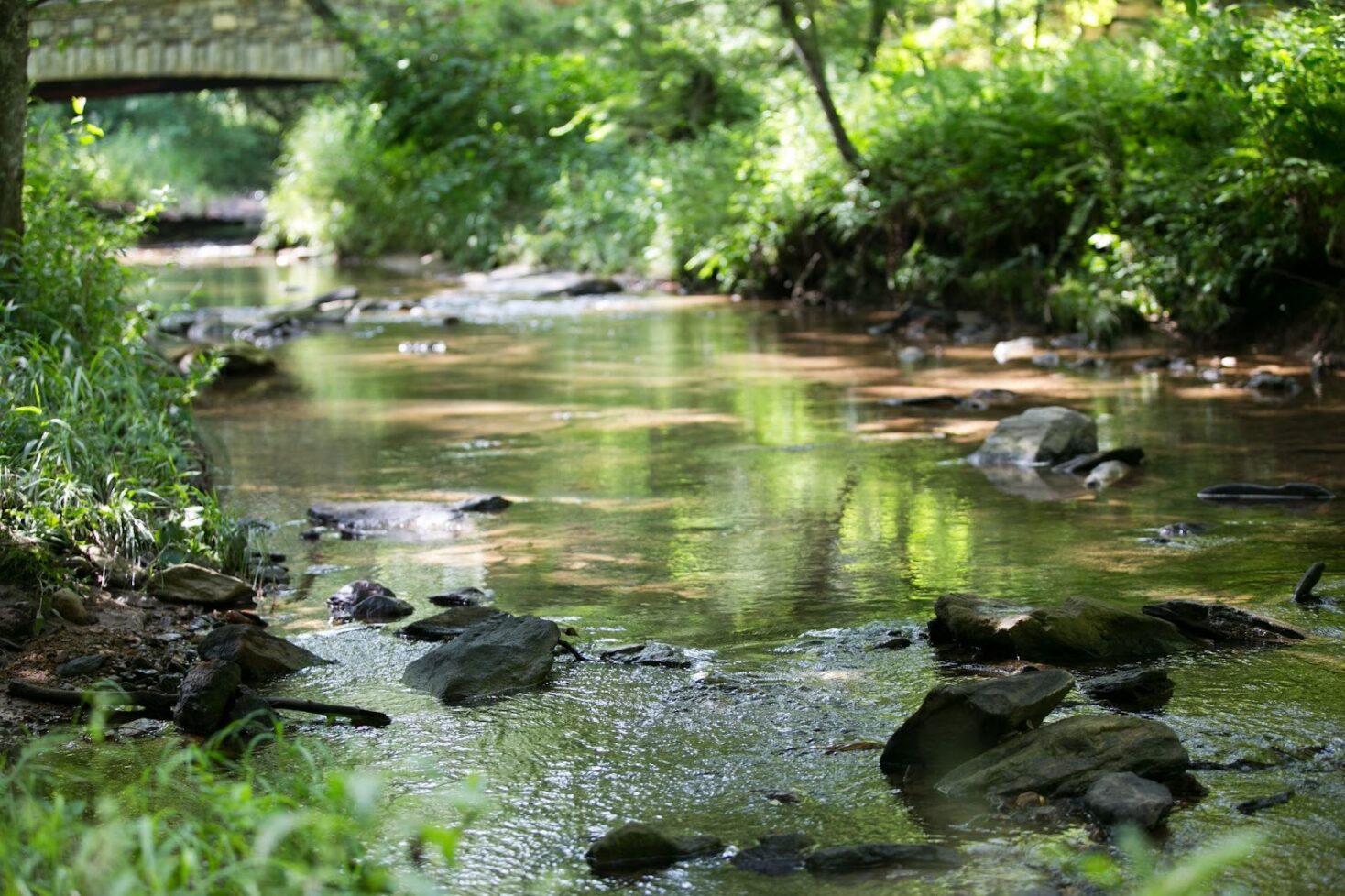 Close up of the water running through Dingle Creek in The Ramble Biltmore Forest.
